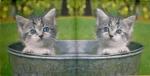 045 Cats - 3-ply - ppd - Shutterstock
